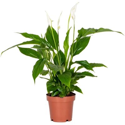 Bloomique - Spathiphyllum Torelli - 12 cm - Houseplant - Publicité Bloomique - Spathiphyllum Torelli - 12 cm - Houseplant - Publicité