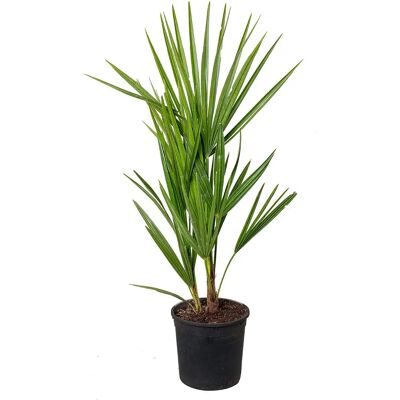 Herbie BV Parent Chamaerops Humilis - Vert - 40-50cm - Palmier - Résistant au froid - Publicité Herbie BV Parent Chamaerops Humilis - Vert - 40-50cm - Palmier - Résistant au froid - Publicité