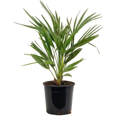 Bloomique Chamaerops Humilis - Vert - Palmier - Résistant - Publicité Bloomique Chamaerops Humilis - Vert - Palmier - Résistant - Publicité