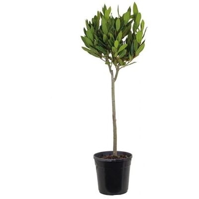 Bloomique - Laurus Nobilis Stam - 90-100 cm - 21 cm - Plante - Publicité Bloomique - Laurus Nobilis Stam - 90-100 cm - 21 cm - Plante - Publicité