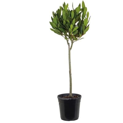 Bloomique - Laurus Nobilis Stam - 90-100 cm - 21 cm - Plante - Publicité Bloomique - Laurus Nobilis Stam - 90-100 cm - 21 cm - Plante - Publicité
