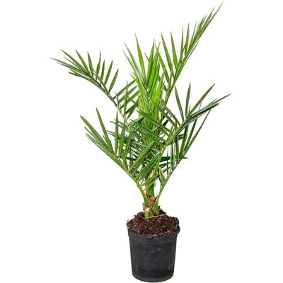 Bloomique Phoenix Canariensis - Palma resistente - Vaso 15cm - Verde - Interno/Esterno Bloomique Phoenix Canariensis - Palma resistente - Vaso 15cm - Verde - Interno/Esterno