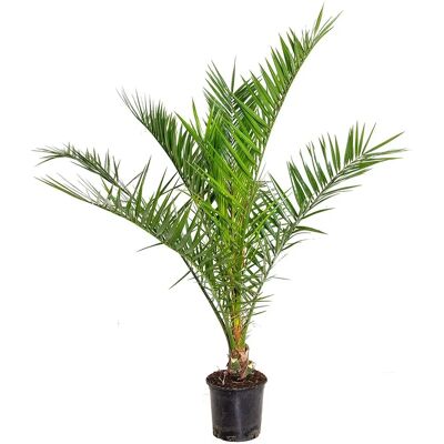 Groupon Palmier Phoenix Canariensis - Vert - 65-85cm - Publicité Groupon Palmier Phoenix Canariensis - Vert - 65-85cm - Publicité