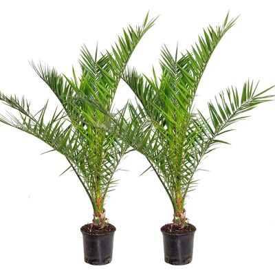 Palmiers Phoenix Canariensis Groupon - Résistant à l’Hiver - 19cm Pot - Publicité Palmiers Phoenix Canariensis Groupon - Résistant à l’Hiver - 19cm Pot - Publicité