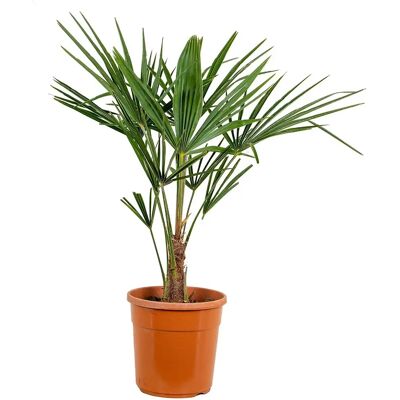 Bloomique Trachycarpus Fortunei - Résistant au froid - Pot 24cm - Palmier vert - Publicité Bloomique Trachycarpus Fortunei - Résistant au froid - Pot 24cm - Palmier vert - Publicité