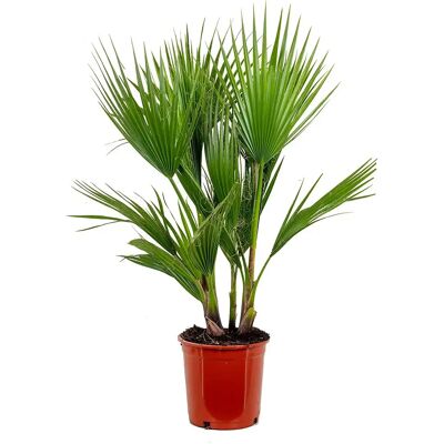 Groupon Washingtonia Robusta - Palmier - Vert - 60-100cm - Publicité Groupon Washingtonia Robusta - Palmier - Vert - 60-100cm - Publicité