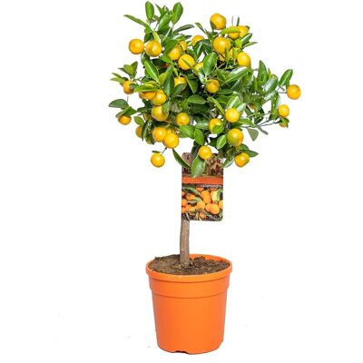 Herbie B V Parent Citrus Calamondin - Vert - Arbre fruitier - Publicité Herbie B V Parent Citrus Calamondin - Vert - Arbre fruitier - Publicité