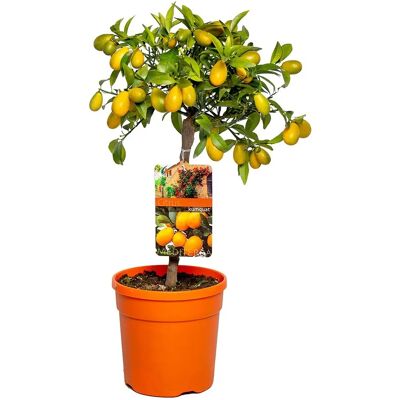 Arbre à agrumes Herbie B V Parent - Calamondin, Citron, Kumquat - Vert - Publicité Arbre à agrumes Herbie B V Parent - Calamondin, Citron, Kumquat - Vert - Publicité