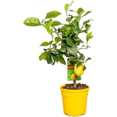 Groupon Calamondin Citronnier Kumquat - Arbre Fruiter - Vert - Publicité Groupon Calamondin Citronnier Kumquat - Arbre Fruiter - Vert - Publicité