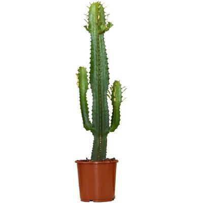 Herbie B V Parent Euphorbia Eritrea - Pianta da interno resistente Herbie B V Parent Euphorbia Eritrea - Pianta da interno resistente