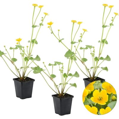 Bloomique - Caltha Palustris - Jaune - Zone 1-2 - Plante - Publicité Bloomique - Caltha Palustris - Jaune - Zone 1-2 - Plante - Publicité