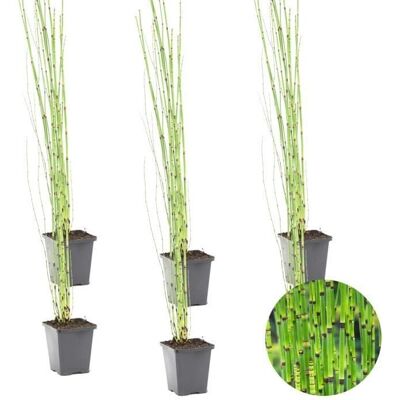 Bloomique - Equisetum Japonicum - Vert - 75-85 cm - Plante de bassin - Publicité Bloomique - Equisetum Japonicum - Vert - 75-85 cm - Plante de bassin - Publicité
