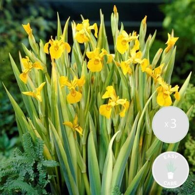 Bloomique - Iris Pseudacorus - Jaune - Zone 2-3 - Plant - Publicité Bloomique - Iris Pseudacorus - Jaune - Zone 2-3 - Plant - Publicité
