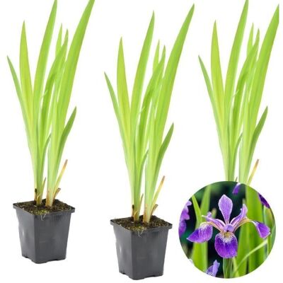 Bloomique - Iris Versicolor - Plante de bassin - Résistant au froid - Plante - Publicité Bloomique - Iris Versicolor - Plante de bassin - Résistant au froid - Plante - Publicité