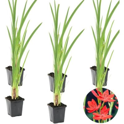 Bloomique Schizostylis 'Coccinea' Rouge - pot 9 cm - plante - Publicité Bloomique Schizostylis 'Coccinea' Rouge - pot 9 cm - plante - Publicité
