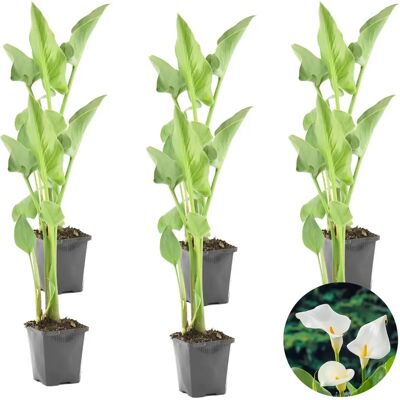 Bloomique - Zantedeschia Aethiopica - Blanche - 15 cm - Plant - Publicité Bloomique - Zantedeschia Aethiopica - Blanche - 15 cm - Plant - Publicité
