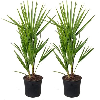 Bloomique Chamaerops Humilis - Palmier Nain - Vert - Résistant au froid - 40-50cm - Publicité Bloomique Chamaerops Humilis - Palmier Nain - Vert - Résistant au froid - 40-50cm - Publicité