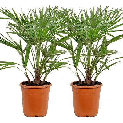 Bloomique Modèle P21H70 - Palmier nain européen - Vert - Publicité Bloomique Modèle P21H70 - Palmier nain européen - Vert - Publicité