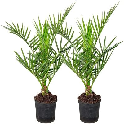 Palmier Phoenix Canariensis Bloomique - Vert, 15-60 cm - Publicité Palmier Phoenix Canariensis Bloomique - Vert, 15-60 cm - Publicité