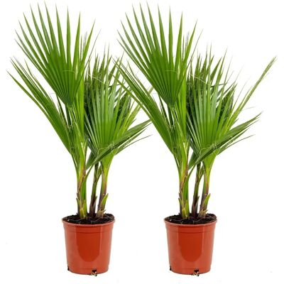 Herbie B V Parent - Washingtonia Robusta - Vert - Palmier à croissance rapide - Publicité Herbie B V Parent - Washingtonia Robusta - Vert - Palmier à croissance rapide - Publicité