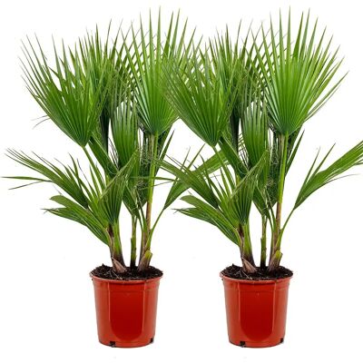 Bloomique Washingtonia Robusta - Palmier Vert - 21cm - 80-100cm - Publicité Bloomique Washingtonia Robusta - Palmier Vert - 21cm - 80-100cm - Publicité