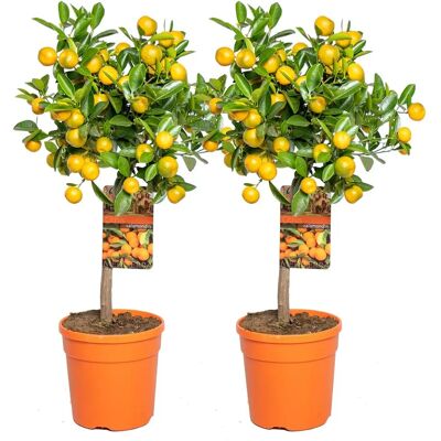 Groupon Arbre citrique Calamondin Citron Kumquat - Persistant, 55-65cm - Publicité Groupon Arbre citrique Calamondin Citron Kumquat - Persistant, 55-65cm - Publicité
