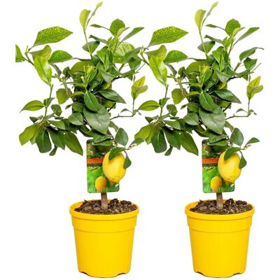 Groupon Arbre citrus - Calamondin, Citron, Kumquat - 55-65cm - Publicité Groupon Arbre citrus - Calamondin, Citron, Kumquat - 55-65cm - Publicité