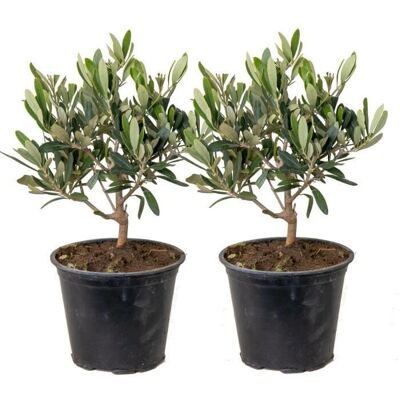Bloomique - Olea europaea - Résistant à l'hiver - pot de 14 cm - Plante - Publicité Bloomique - Olea europaea - Résistant à l'hiver - pot de 14 cm - Plante - Publicité
