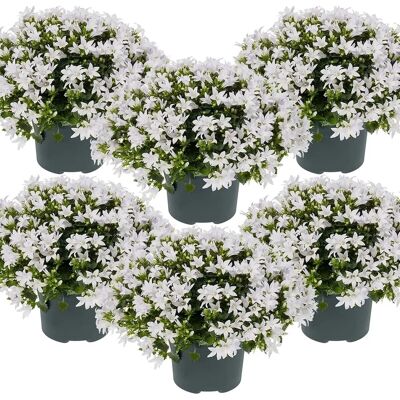 Groupon Ambella White, Pink, Violet Plante - Fleurs Étoilées - Publicité Groupon Ambella White, Pink, Violet Plante - Fleurs Étoilées - Publicité