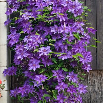 Bloomique - Clematis The President - Violet - Climbing plant - Publicité Bloomique - Clematis The President - Violet - Climbing plant - Publicité