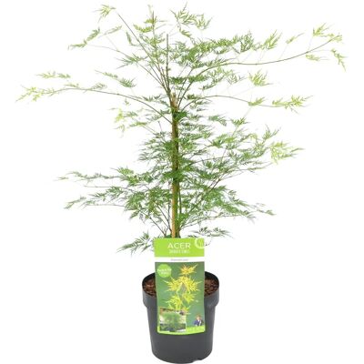 Groupon Érable Japonais - Emerald Lace - Couleurs d’Automne - 55-65cm - Publicité Groupon Érable Japonais - Emerald Lace - Couleurs d’Automne - 55-65cm - Publicité