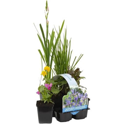 Urban Green - NADUVI - 9x9x10 cm - ensemble de plantes de bassin - Publicité Urban Green - NADUVI - 9x9x10 cm - ensemble de plantes de bassin - Publicité