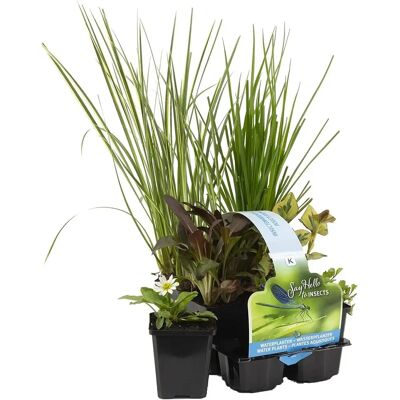 Bloomique Mélange de Plantes de Bassin Amies des Insectes - Zone 2 & 3 - Facile à Entretenir - 9 cm - Vert - Publicité Bloomique Mélange de Plantes de Bassin Amies des Insectes - Zone 2 & 3 - Facile à Entretenir - 9 cm - Vert - Publicité