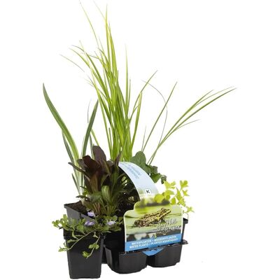Mélange de Plantes de Bassin Urban Green – Zones 2 & 3 – 6 pcs - Publicité Mélange de Plantes de Bassin Urban Green – Zones 2 & 3 – 6 pcs - Publicité
