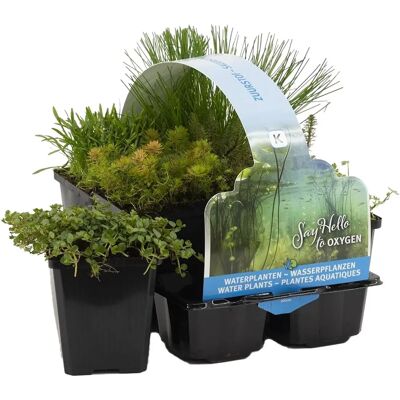 Bloomique - Mélange de plantes d’étang riche en oxygène - Zone 2-3 - 15-25 cm - 6-pack - Plantes d’étang - Publicité Bloomique - Mélange de plantes d’étang riche en oxygène - Zone 2-3 - 15-25 cm - 6-pack - Plantes d’étang - Publicité