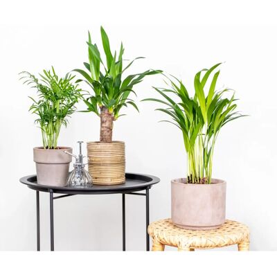 Herbie B V Ensemble de 3 Plantes Tropicales d’Intérieur - Publicité Herbie B V Ensemble de 3 Plantes Tropicales d’Intérieur - Publicité