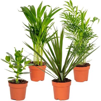 Ensemble de 4 plantes d’intérieur Herbie B V Parent - Purificatrices, Toxiques, Faciles - Publicité Ensemble de 4 plantes d’intérieur Herbie B V Parent - Purificatrices, Toxiques, Faciles - Publicité
