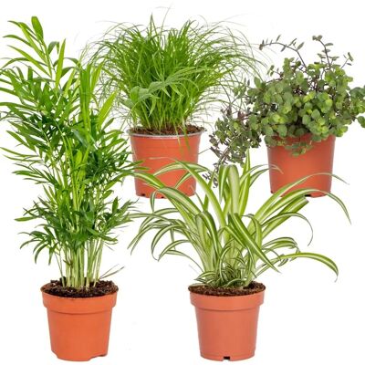 Herbie B V Plantes d'Intérieur Petfriendly - Publicité Herbie B V Plantes d'Intérieur Petfriendly - Publicité