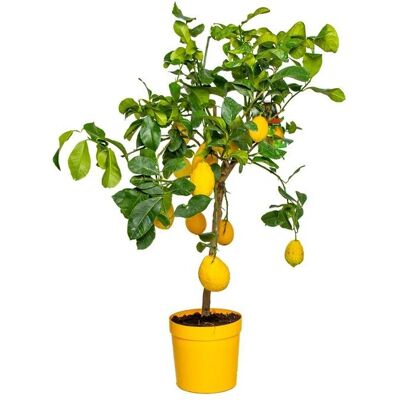 Bloomique - Citroenboom - 70-80 cm - pot de 21 cm - Arbre fruitier - Publicité Bloomique - Citroenboom - 70-80 cm - pot de 21 cm - Arbre fruitier - Publicité