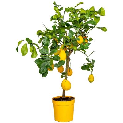Bloomique - Citroenboom - 70-80 cm - pot de 21 cm - Arbre fruitier - Publicité Bloomique - Citroenboom - 70-80 cm - pot de 21 cm - Arbre fruitier - Publicité