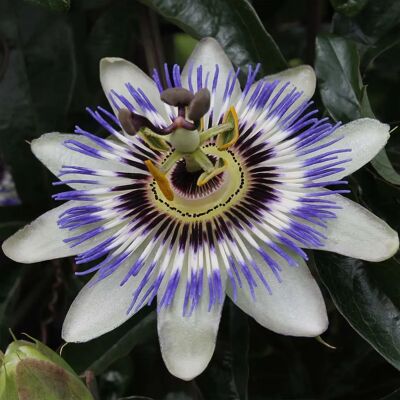 Bloomique - Passiflora caerulea - 60-70 cm - Plante grimpante - Publicité Bloomique - Passiflora caerulea - 60-70 cm - Plante grimpante - Publicité