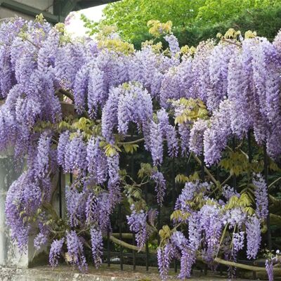 Bloomique Wisteria sinensis Prolific - bleu-violet - 60-70 cm Plante grimpante - Publicité Bloomique Wisteria sinensis Prolific - bleu-violet - 60-70 cm Plante grimpante - Publicité
