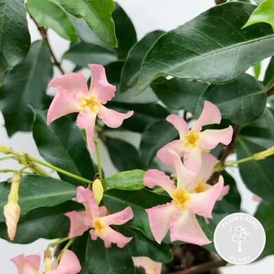 Bloomique - Trachelospermum 'Star of Ibiza' - Rose - 60-70 cm - Climber - Publicité Bloomique - Trachelospermum 'Star of Ibiza' - Rose - 60-70 cm - Climber - Publicité