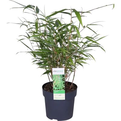Bloomique Fargesia Rufa - Plante de bambou rustique - Pot de 14cm - Publicité Bloomique Fargesia Rufa - Plante de bambou rustique - Pot de 14cm - Publicité