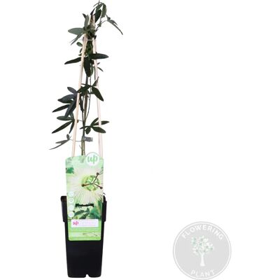 Bloomique Constance Elliot - Blanc - pot de 15 cm - 60-70 cm - Plante grimpante - Publicité Bloomique Constance Elliot - Blanc - pot de 15 cm - 60-70 cm - Plante grimpante - Publicité
