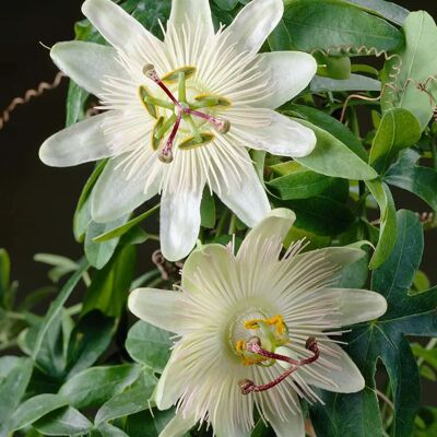 Bloomique Constance Elliot - Blanc - pot de 15 cm - 60-70 cm - Plante grimpante - Publicité Bloomique Constance Elliot - Blanc - pot de 15 cm - 60-70 cm - Plante grimpante - Publicité