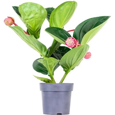 Bloomique - Medinilla magnifica Flamenco - Rose - Plante d’intérieur - Publicité Bloomique - Medinilla magnifica Flamenco - Rose - Plante d’intérieur - Publicité