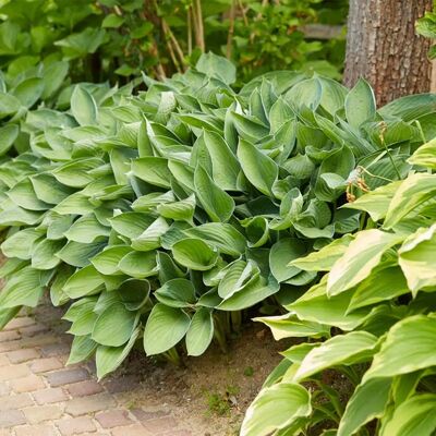 Bloomique - Hosta Sieboldiana 'Elegans' - feuilles bleu-vert - pot 9 cm - plante - Publicité Bloomique - Hosta Sieboldiana 'Elegans' - feuilles bleu-vert - pot 9 cm - plante - Publicité