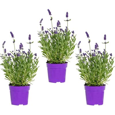Lavande Ardèche Blue de Bloomique - Plante Rustique - 3-6 pièces - Publicité Lavande Ardèche Blue de Bloomique - Plante Rustique - 3-6 pièces - Publicité