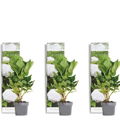 Bloomique Wudu Hortensia - Plante Résistante - 20-25cm - Publicité Bloomique Wudu Hortensia - Plante Résistante - 20-25cm - Publicité